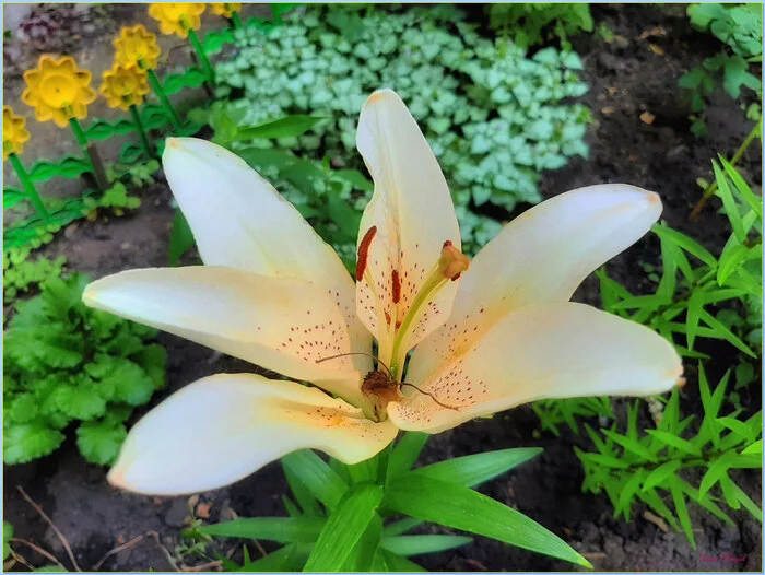 Lilies... - My, The photo, Nature, Summer, Flowers, Lily