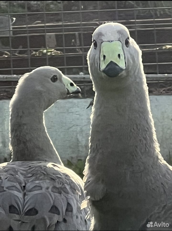   , ,  , , 