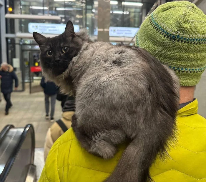 A carrier of cuteness spotted on the subway - Moscow, cat, Milota, Moscow Metro, Metro, Public transport