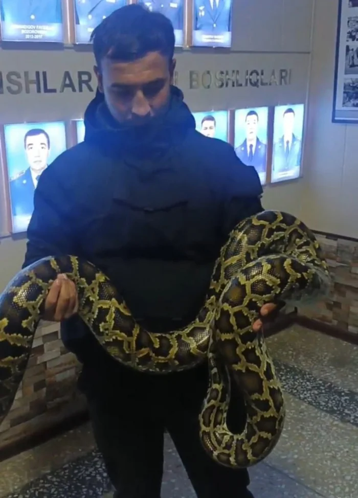 Are you selling the bastard? - No, I'm just showing it. - It's beautiful... - Tiger Python, Python, Show, Uzbekistan, Reptiles, Snake, Withdrawal, Rare view, Red Book, Animal Rescue, Риа Новости, Telegram (link), Longpost