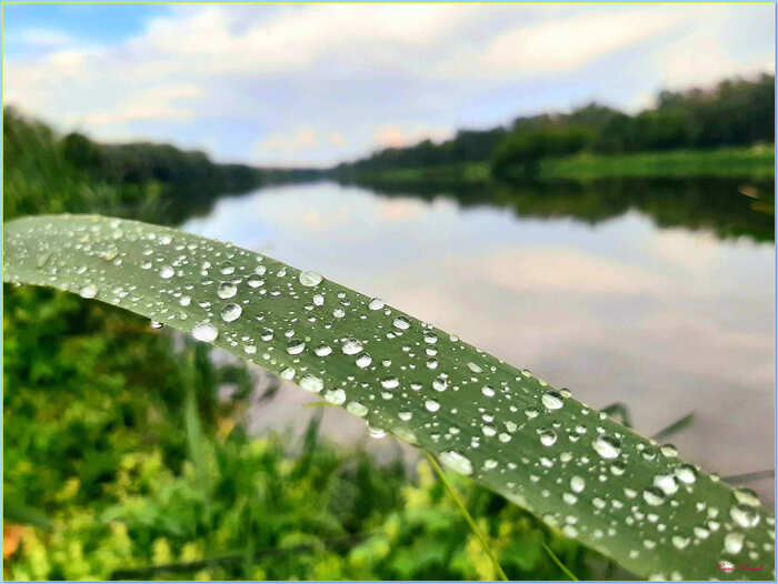 After the rain - My, The photo, Nature, Summer, Landscape, Dew, Drops, After the rain