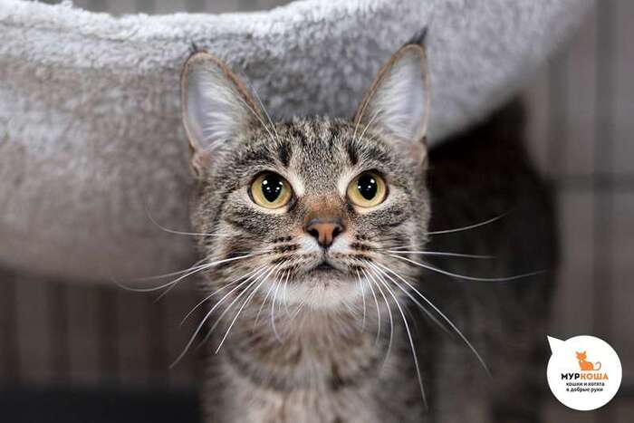 Кошка Пампушка