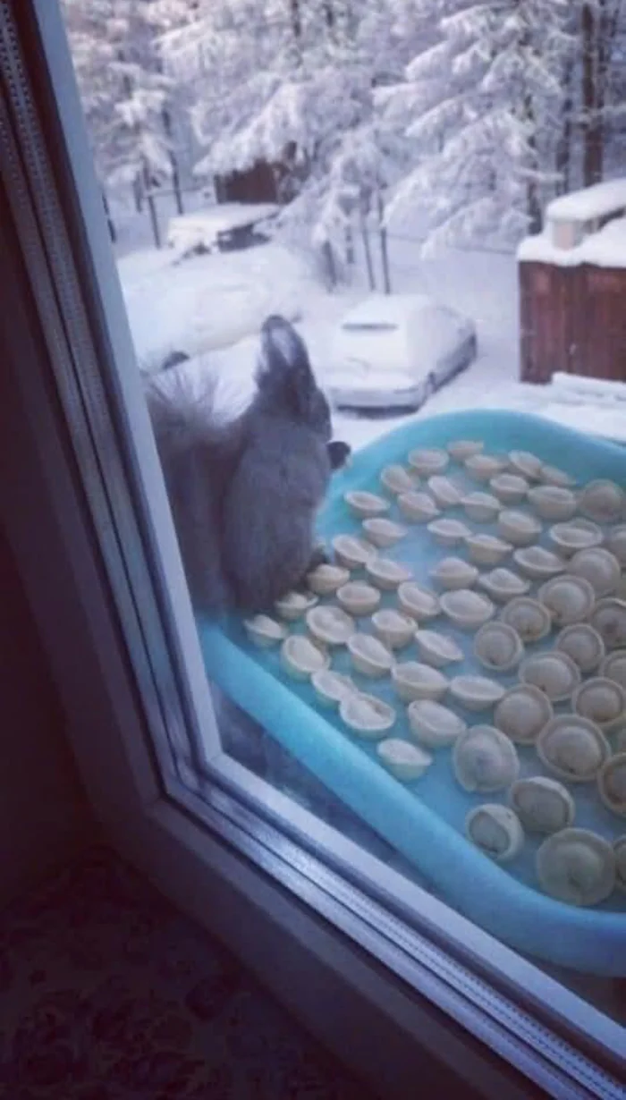 When you hid the dumplings from the cat :€ - Squirrel, Dumplings, Repeat