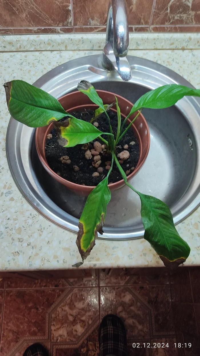 The plant is sick - My, Flowers, Houseplants, Disease, Question