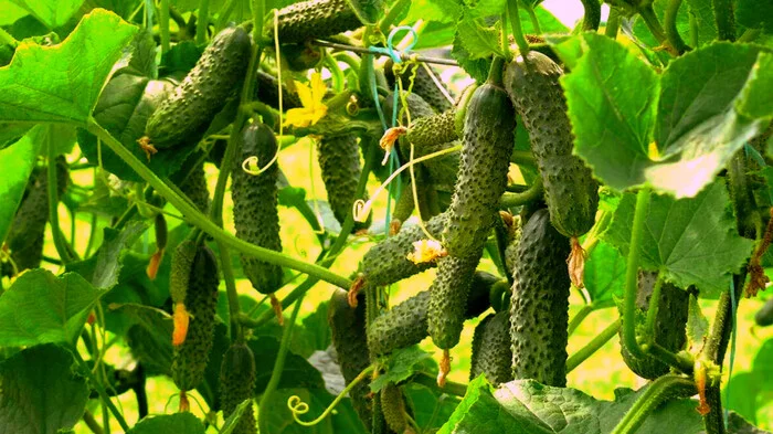 Super harvest guaranteed! Cucumber feeding according to a recipe from Stavropol: bucket after bucket of crispy fruits, the neighbors will envy! - My, Garden, Garden, Fertilizers, Cucumbers, Gardening