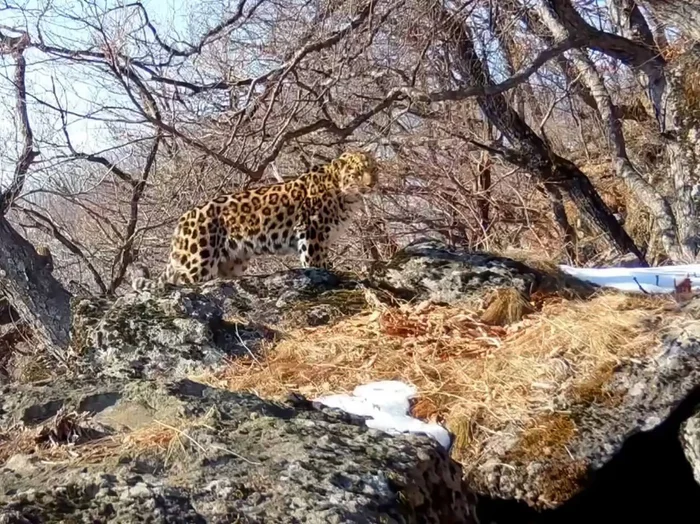 The difference is only one day - Big cats, Amur tiger, Far Eastern leopard, Comparison, Tiger, Leopard, Phototrap, National park, Land of the Leopard, Primorsky Krai, Wild animals, Predatory animals, wildlife, Cat family, Telegram (link)