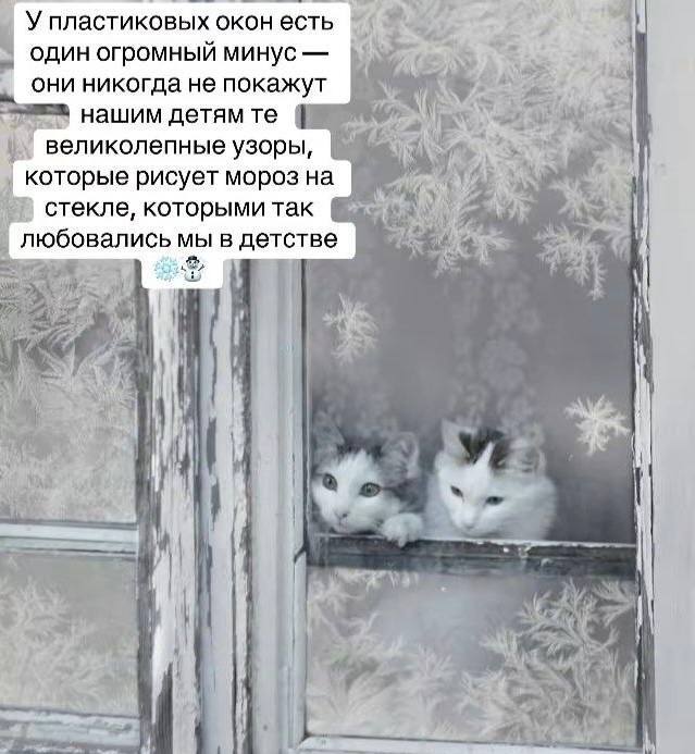 The advantages of old windows end there. - Picture with text, Humor, cat, Patterns, Winter, Window, Telegram (link)