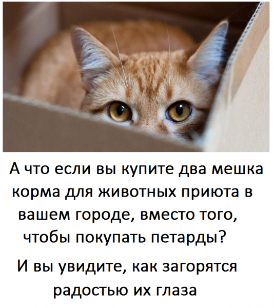 New Year is coming soon... - cat, Dog, Good deeds, New Year, Kindness, No rating