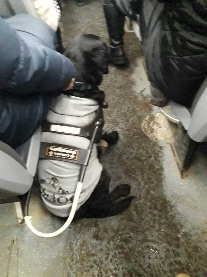 Собака-поводырь