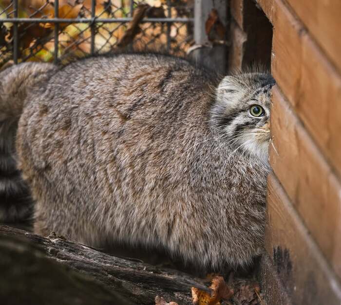 Meet Nika - Zoo, Pallas' cat, Cat family, Predatory animals, Wild animals, Small cats, The photo