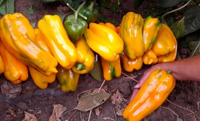 Gemini pepper - super early sweet pepper - My, Garden, Garden, Dacha, Greenhouse, Greenhouse, Gardening, Harvest, Pepper, Vegetables, House, Hot peppers, Zucchini, Berries