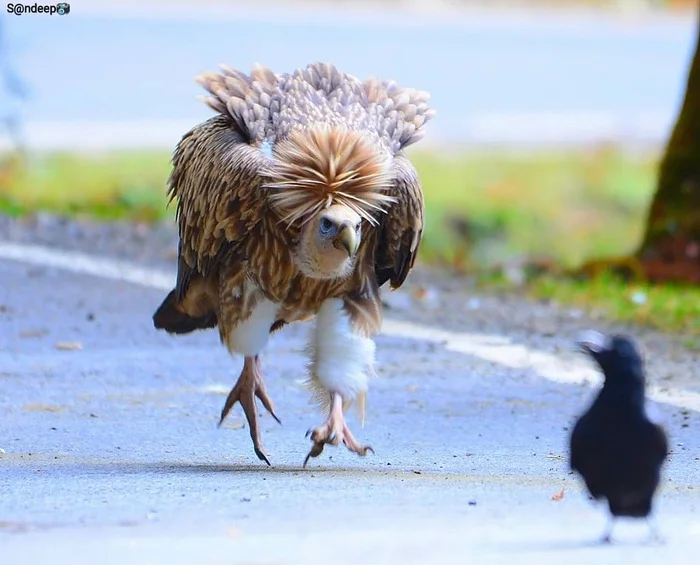 Snowy Vulture stalking a crow - Vulture, Crow, Birds, Predator birds, Wild animals, wildlife, India, The photo