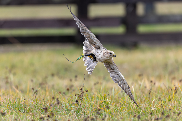 Идет очень низко, по траве, и потом выпрыгнет на приманку снизу
