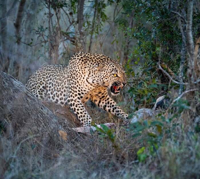 A young male leopard defends his prey - Leopard, Big cats, Cat family, Predatory animals, Wild animals, wildlife, Kruger National Park, South Africa, Mining, The photo