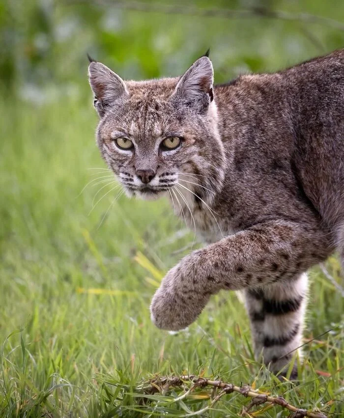 Red lynx - Lynx, Red Lynx, Small cats, Cat family, Predatory animals, Wild animals, wildlife, North America, The photo, Longpost