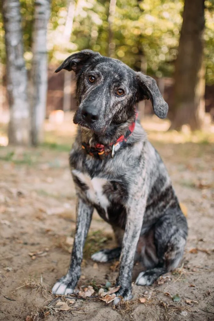 Karryushka from Abkhazia conquers Moscow - In good hands, Overexposure, Shelter, Homeless animals, Volunteering, Dog, No rating, Lost, Good league, Kindness, Longpost