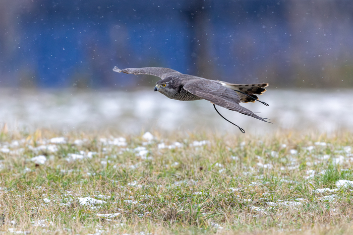мадам летит нахмурив брови