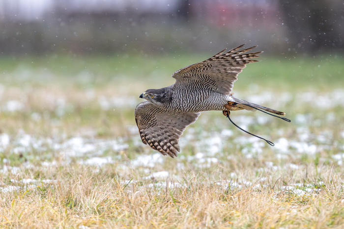 заходит в атаку и высматривает приманку