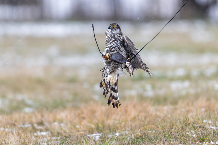 ...и ловит вабило, на котором заметна мышка для кормежки