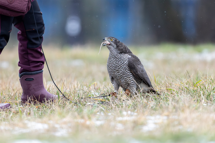 Конечно, мышку она слопает