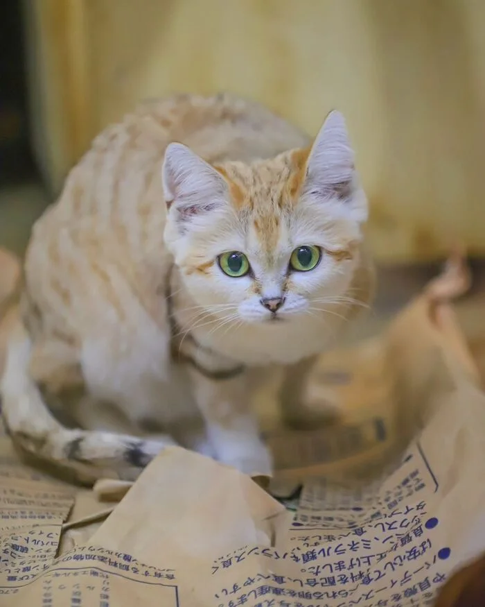 The package is a good toy! - Sand cat, Small cats, Cat family, Predatory animals, Wild animals, Zoo, Package, The photo, Longpost