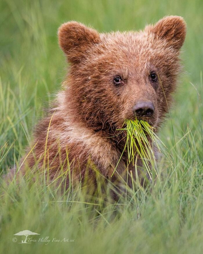 And what do cows find in this grass? - The Bears, Teddy bears, Brown bears, Predatory animals, Wild animals, wildlife, National park, Reserves and sanctuaries, North America, Grass, The photo