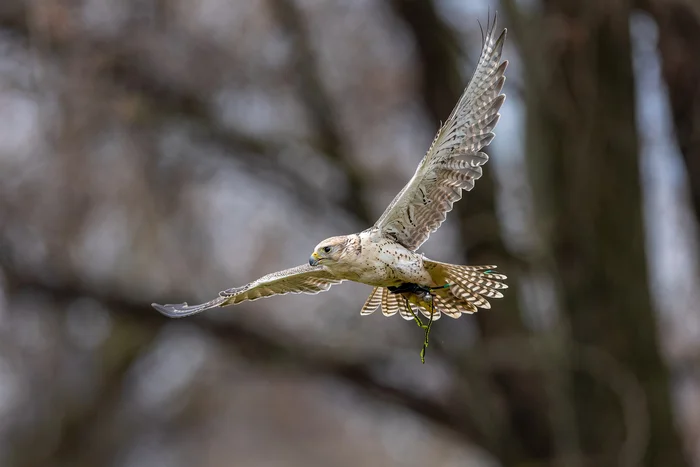 Pictures from photo hunting 98. Sokoliniy Dvor, Kolomenskoye. Part 2 - My, Ornithology, Birds, Ornithology League, Photo hunting, The photo, Falconry, Predator birds, Longpost