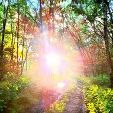 In the summer in the forest after the rain - My, Landscape, The nature of Russia