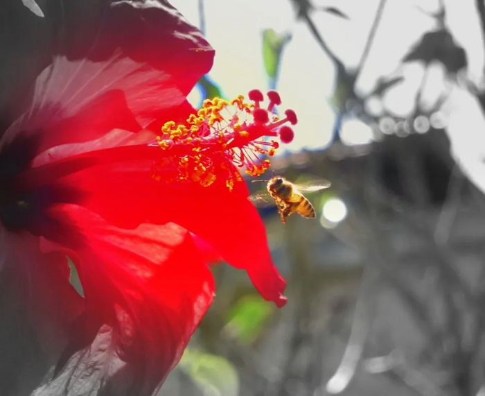 ������ �����