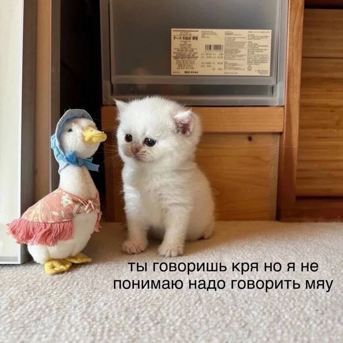 It's not clear - Humor, Picture with text, Memes, cat, Soft toy, Kittens, Telegram (link), Milota