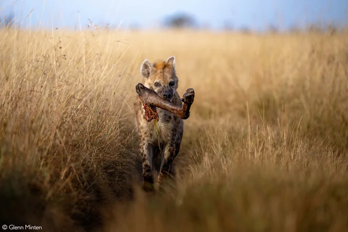 This is a leg, for the one who needs a leg! - a lion, Big cats, Cat family, Predatory animals, Wild animals, wildlife, Reserves and sanctuaries, South Africa, The photo, Hyena, Spotted Hyena, Masai Mara, Legs, Mining