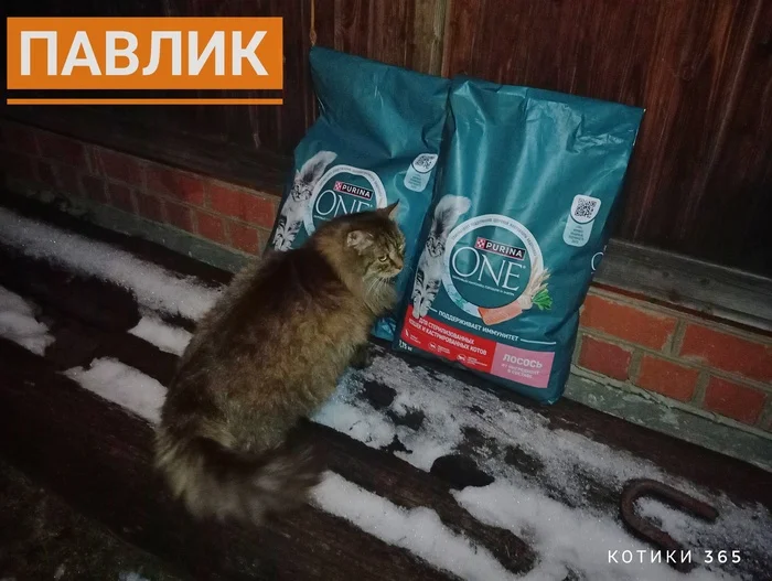 Pavlik 02.12.2024 - cat, Shelter, Pet the cat, Cat lovers, Homeless animals, Longpost