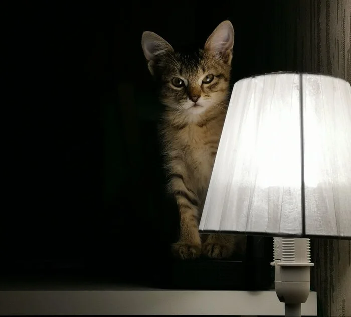 Reply to the post My cat lamp - My, cat, Mobile photography, Darkness, Light, Лампа, Reply to post, Pets