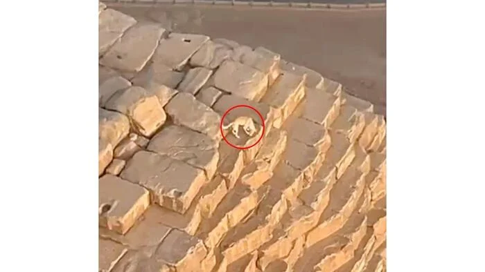 Dog on top of pyramid in Egypt - Egypt, Pyramids of Egypt, Dog