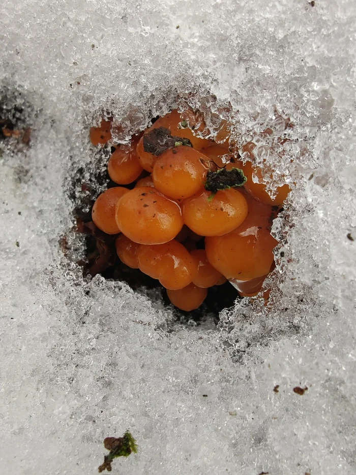 Mushrooms under the snow - My, Mushrooms, Snow, Tree, City walk, Nature, The photo, Longpost