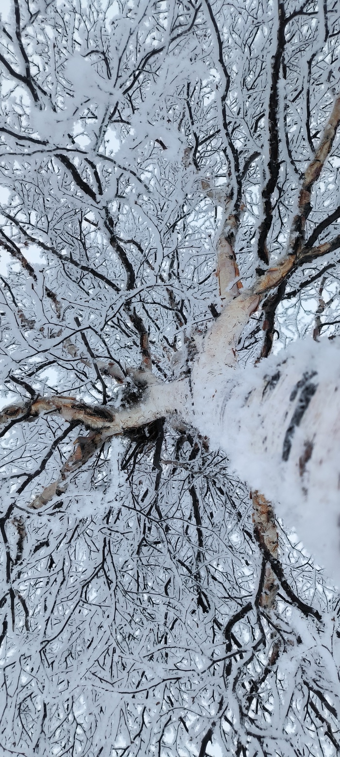 Зимняя берёза на Чукотке