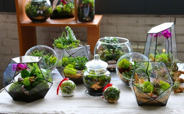 Идея: Платформа для аренды флорариумов и самостоятельного выращивания растений