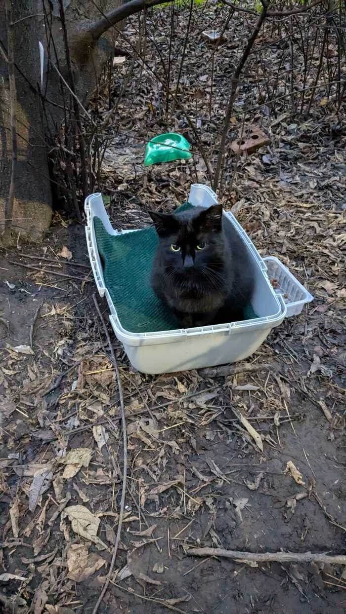 Continuation of the post The cat is still there, morning and evening, sits by the tree, does not go anywhere. Someone brought him a rug... - No rating, In good hands, cat, Saint Petersburg, Leningrad region, Reply to post