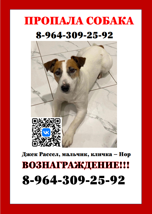 My neighbors' pet JACK RUSSELL NORIK has gone missing! - My, Homeless animals, Pets, Animals, Saint Petersburg, Dog, The dog is missing, Care, Jack Russell Terrier, Good league, Kindness