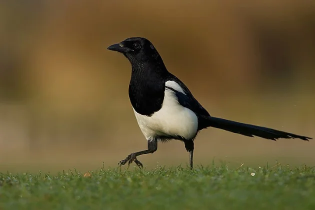 Scientists have proven that magpies are not thieves at all - My, The science, Scientists, Research, Magpie, Birds, Theft, Myths