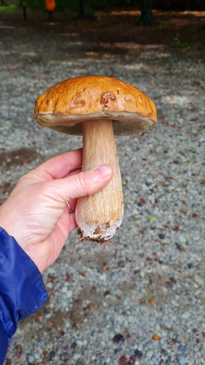 December...but there are still mushrooms... - My, Hobby, Mushrooms, December, Winter, Forest, The photo