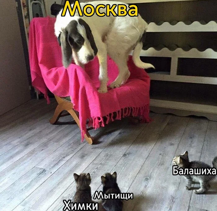 Who are you? - Moscow, Humor, Khimki, Mytischi, Balashikha, Pets, Kittens, Moscow region, Picture with text, Cats and dogs together