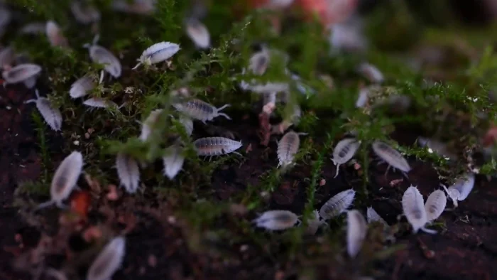 Helping to create an ecosystem - Closed ecosystem, Terrariumistics, Florarium