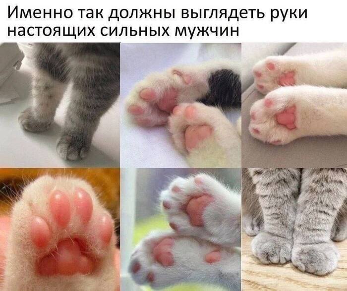 Only this way and no other way - Picture with text, Memes, Milota, Images, Humor, Kittens, Paws, cat