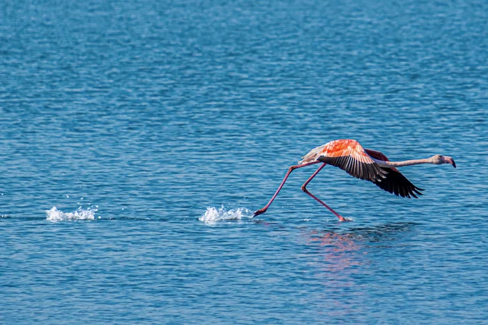 Hey! Wait, I wanted to say what I wanted! - My, The photo, Turkey, Fujifilm, Flamingo, The park, Run