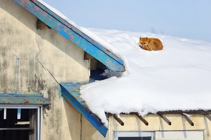 Position taken - The photo, Fox, Animals, In the animal world, House, Roof, Winter, Snow