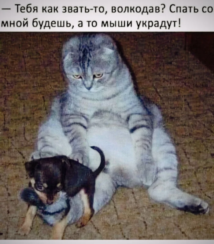 On the topic of the day - Humor, Picture with text, Telegram (link), cat, Dog, Hardened, Cats and dogs together