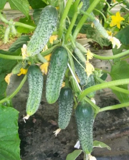 One of the most productive cucumbers. Ripens up to 30 fruits at a time - My, Garden, Garden, Biology, Gardening, Plants, Greenhouse, Gardener, Harvest, Greenhouse