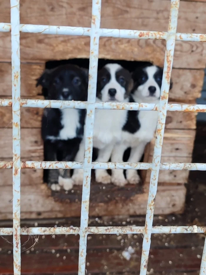 KIDS IN A CAGE! - Overexposure, Homeless animals, Volunteering, In good hands, Dog, Animal shelter, Puppies, Shelter, Longpost