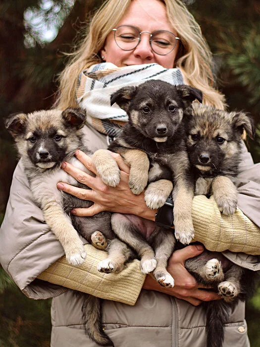 Moscow and Moscow region: Amazing fluffy, affectionate little puppies in good hands - In good hands, Homeless animals, Overexposure, Puppies, Moscow, No rating, Is free, Longpost